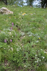 Pilosella auriculoides