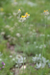 Pilosella auriculoides