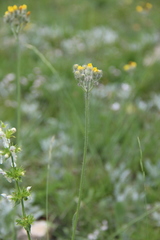 Pilosella auriculoides