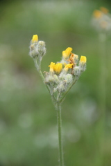Pilosella auriculoides