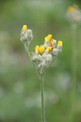 Pilosella auriculoides