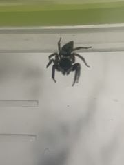 Araneae