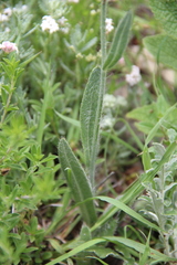 Pilosella auriculoides