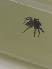 Araneae