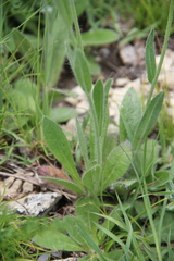 Pilosella auriculoides