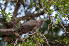 Corythaixoides concolor concolor