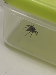 Araneae