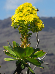 Aeonium arboreum subsp. arboreum image