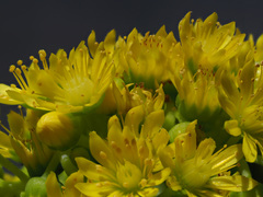 Aeonium arboreum subsp. arboreum image