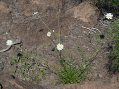 Argyranthemum filifolium image