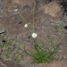 Argyranthemum filifolium - Photo (c) Felix Riegel, algunos derechos reservados (CC BY-NC), subido por Felix Riegel