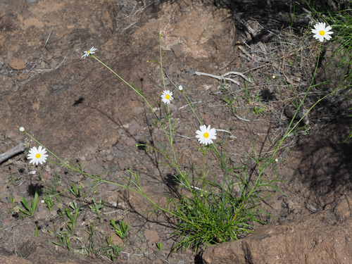 Argyranthemum filifolium image