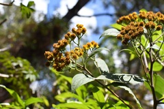 Verbesina pleistocephala