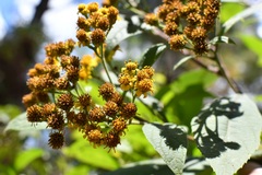 Verbesina pleistocephala