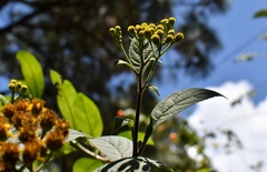 Verbesina pleistocephala