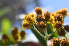 Verbesina pleistocephala