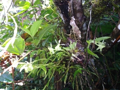 Epidendrum falcivesicicaule