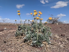 Enceliopsis argophylla