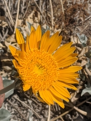 Enceliopsis argophylla