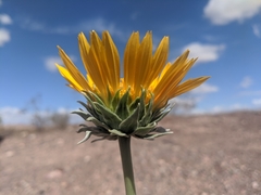 Enceliopsis argophylla