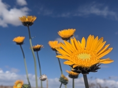 Enceliopsis argophylla