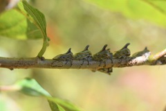 Platycotis tuberculata