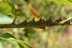 Platycotis tuberculata