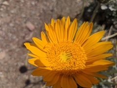 Enceliopsis argophylla