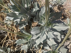 Enceliopsis argophylla