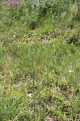 Pilosella maschukensis