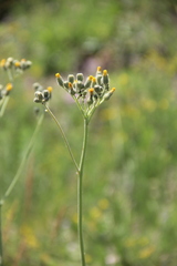 Pilosella maschukensis