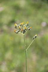 Pilosella maschukensis