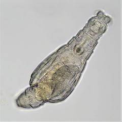 Habrotrocha constricta