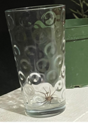 Araneae