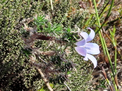 Roella prostrata