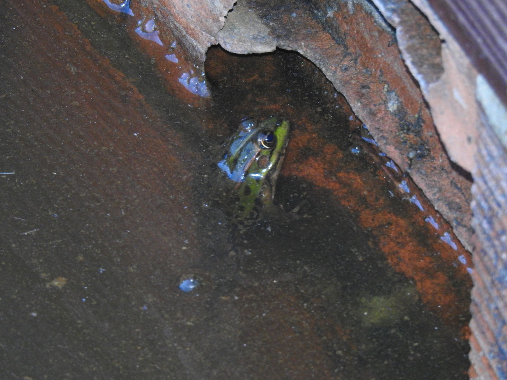 Perez's Frog