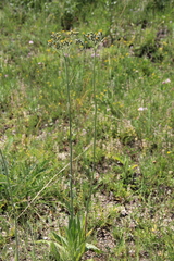 Pilosella maschukensis