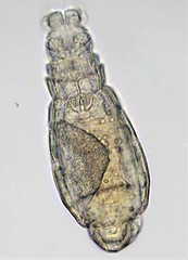 Habrotrocha constricta