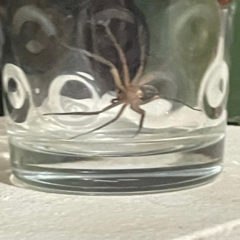 Araneae