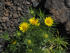 Asteriscus graveolens subsp. stenophyllus image