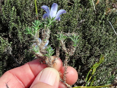 Roella prostrata