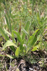 Pilosella maschukensis