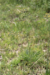 Pilosella maschukensis