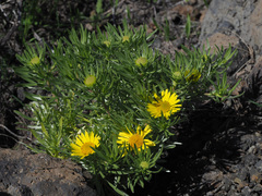 Asteriscus graveolens subsp. stenophyllus image