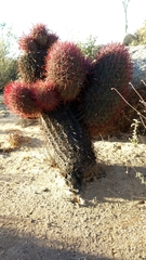Ferocactus gracilis gracilis