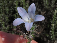 Roella prostrata