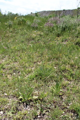 Pilosella maschukensis