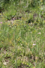 Pilosella maschukensis