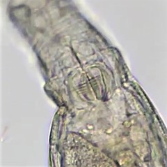 Habrotrocha constricta