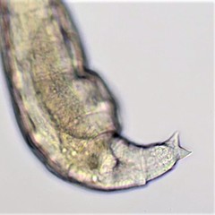 Habrotrocha constricta